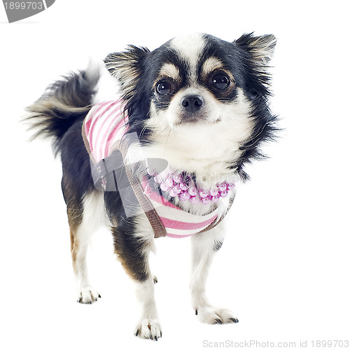 Image of dressed chihuahua