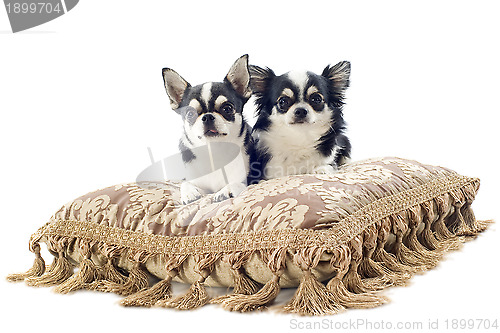 Image of chihuahuas on cushion