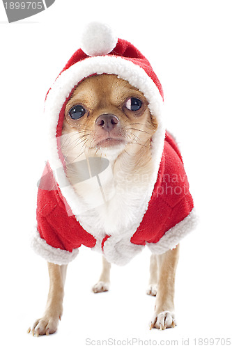 Image of dressed chihuahua