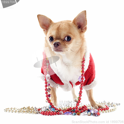 Image of dressed chihuahua