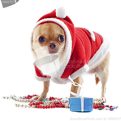 Image of santa claus chihuahua