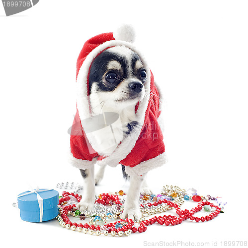 Image of Santa claus chihuahua