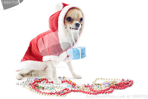 Image of dressed chihuahua
