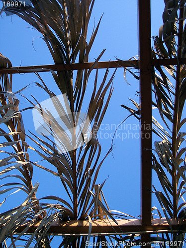 Image of pergola of palm tree leaves