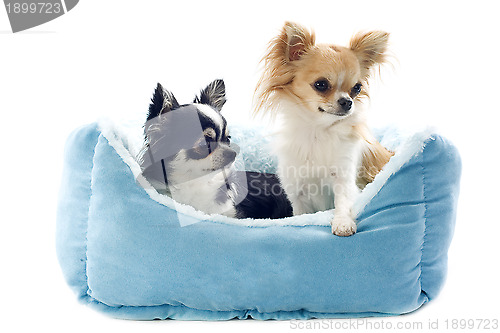 Image of chihuahuas and dog bed