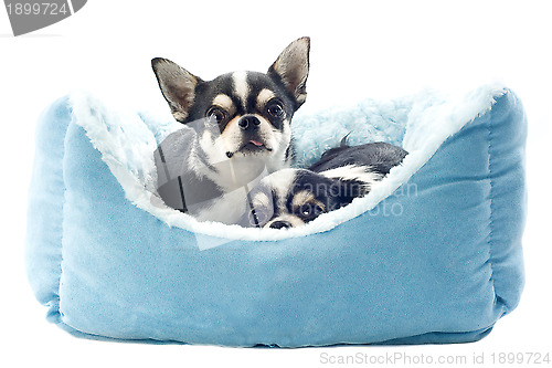 Image of chihuahuas and dog bed