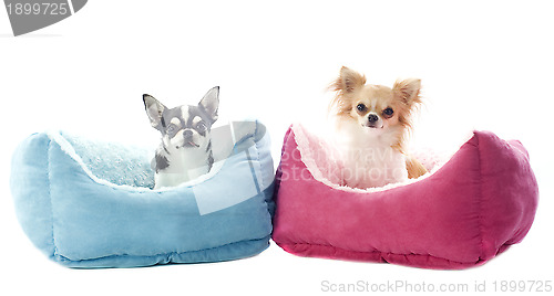 Image of chihuahuas and dog bed