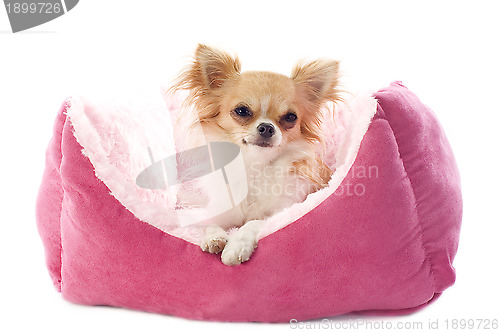 Image of chihuahua and dog bed