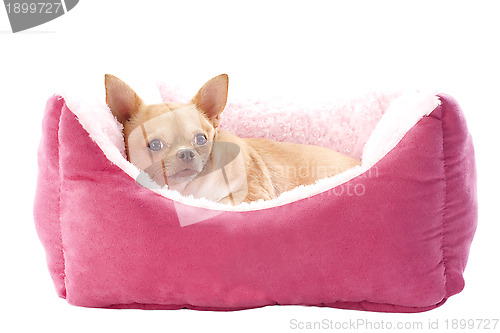 Image of chihuahua and dog bed