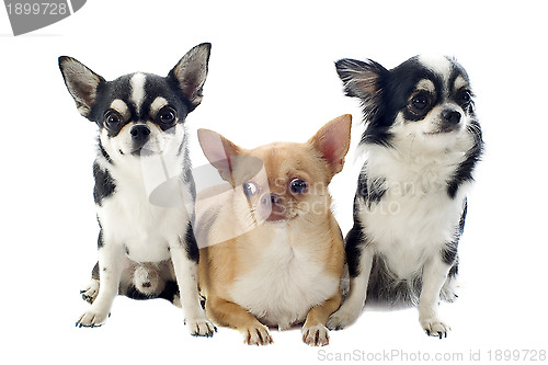 Image of chihuahuas