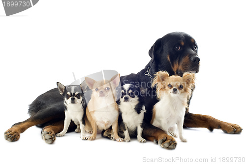 Image of rottweiler and chihuahuas