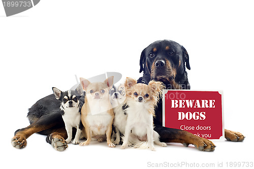 Image of rottweiler and chihuahuas