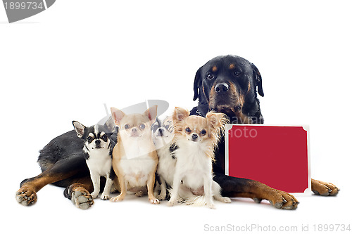 Image of rottweiler and chihuahuas