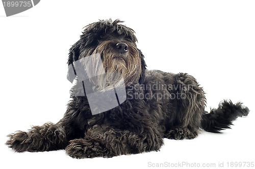 Image of Pyrenean sheepdog