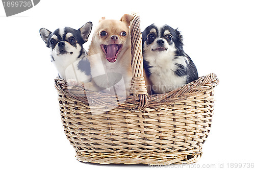 Image of chihuahuas in basket