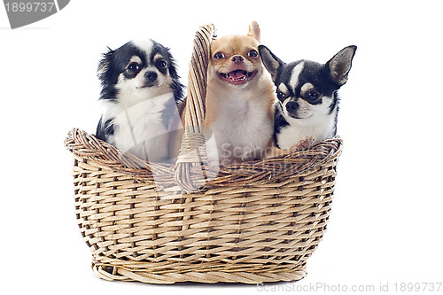 Image of chihuahuas in basket