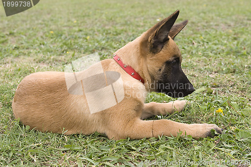 Image of malinois