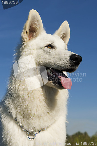 Image of Swiss shepherd 