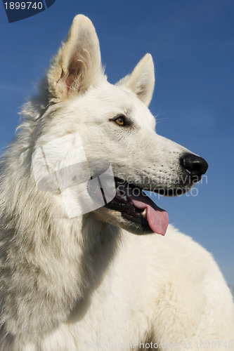 Image of Swiss shepherd dog