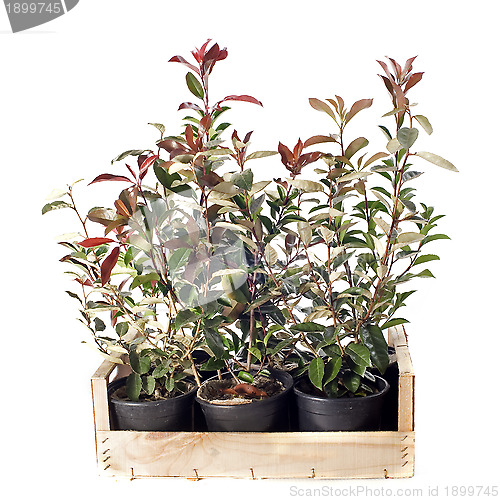 Image of Eleagnus and photinia