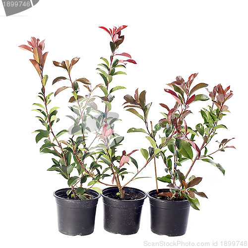 Image of japanese photinia