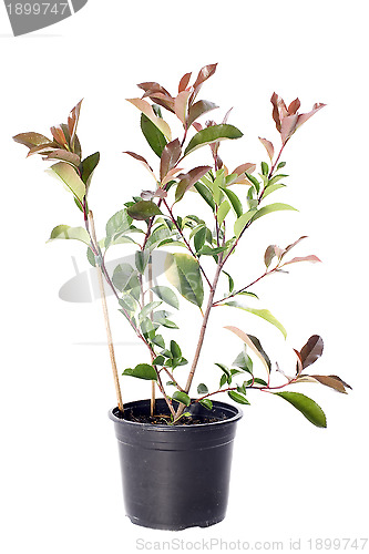 Image of japanese photinia