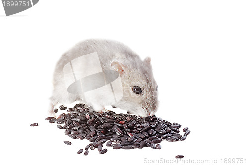 Image of Djungarian hamster