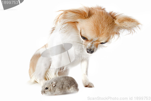 Image of chihuahua and Djungarian hamster