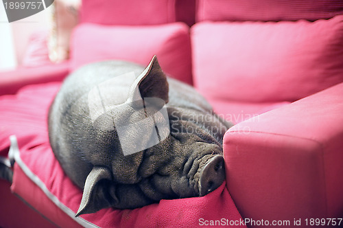 Image of black piggy on sofa