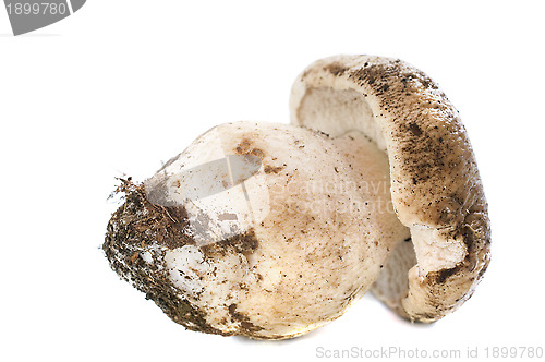 Image of boletus edulis