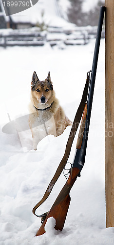 Image of Hunting dog with a gun near