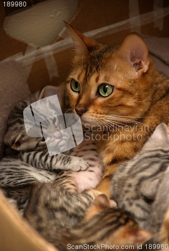 Image of Bengal cats