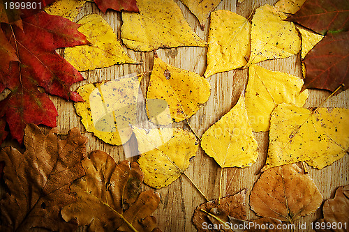 Image of Leaves on a board