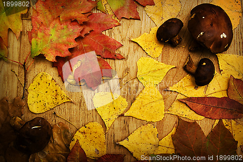 Image of Leaves on a board