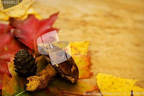 Image of Leaves on a board