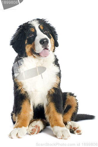 Image of puppy bernese moutain dog