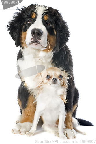 Image of puppy bernese moutain dog and chihuahua