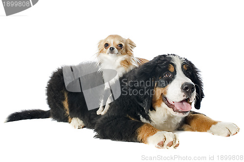 Image of puppy bernese moutain dog and chihuahua