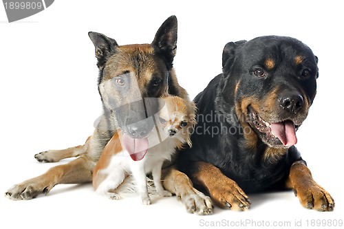 Image of malinois, chihuahua and rottweiler