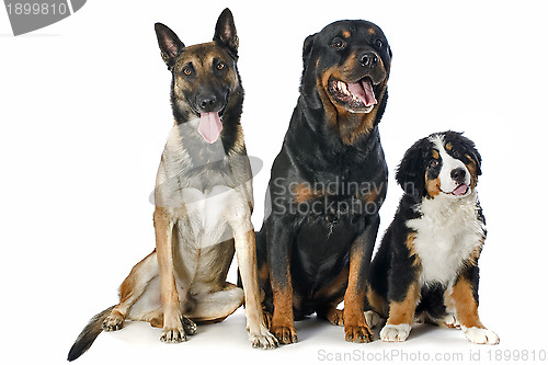 Image of puppy bernese moutain dog, malinois and rottweiler