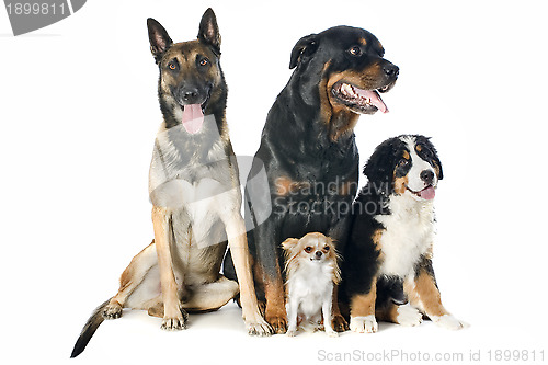 Image of four dogs