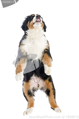 Image of puppy bernese moutain dog