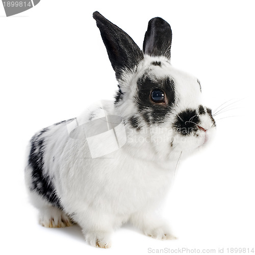 Image of dwarf Rabbit