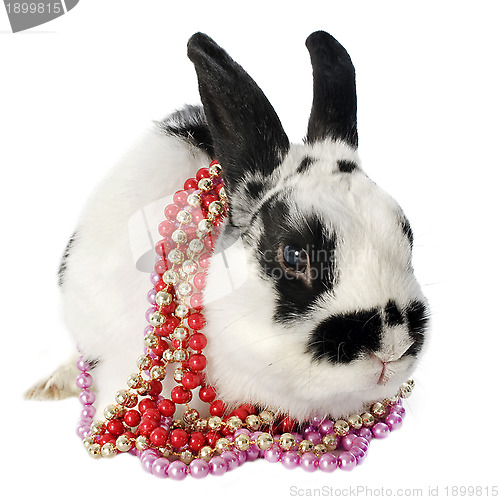 Image of dwarf Rabbit