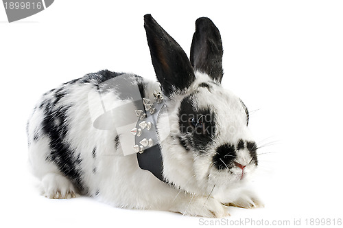 Image of dwarf Rabbit with collar