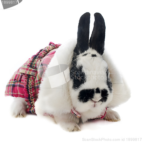 Image of young dressed rabbit
