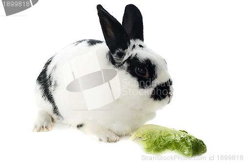 Image of young dwarf rabbit 