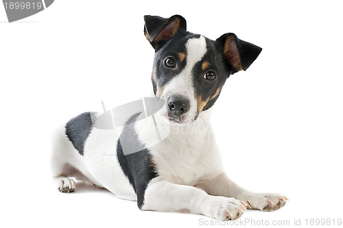 Image of puppy jack russel terrier