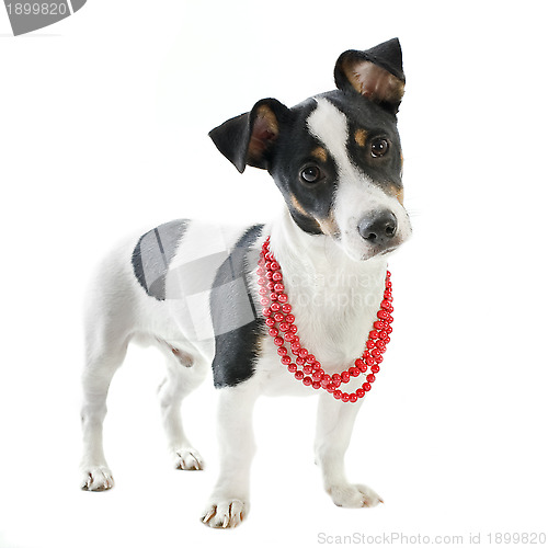 Image of puppy jack russel terrier