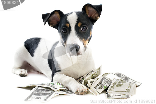 Image of jack russel terrier with dollars